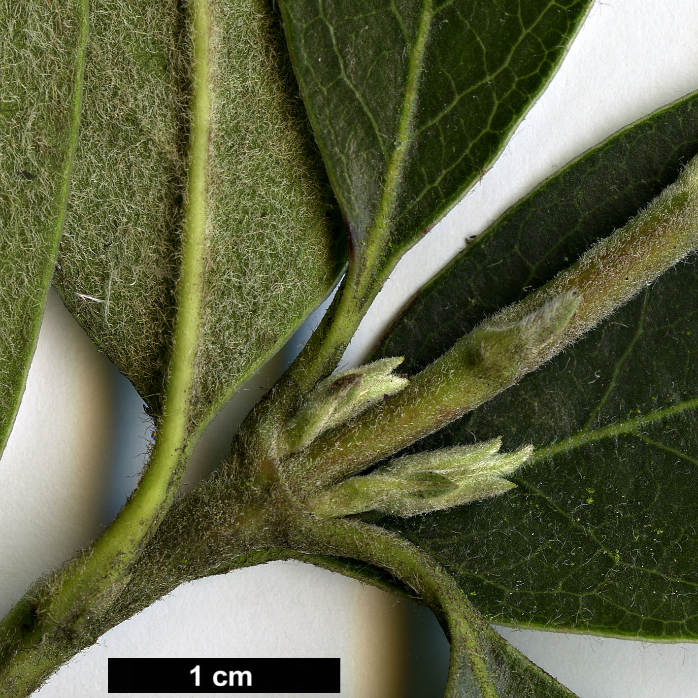 High resolution image: Family: Garryaceae - Genus: Garrya - Taxon: ×thuretii (G.elliptica × G.fadyenii)